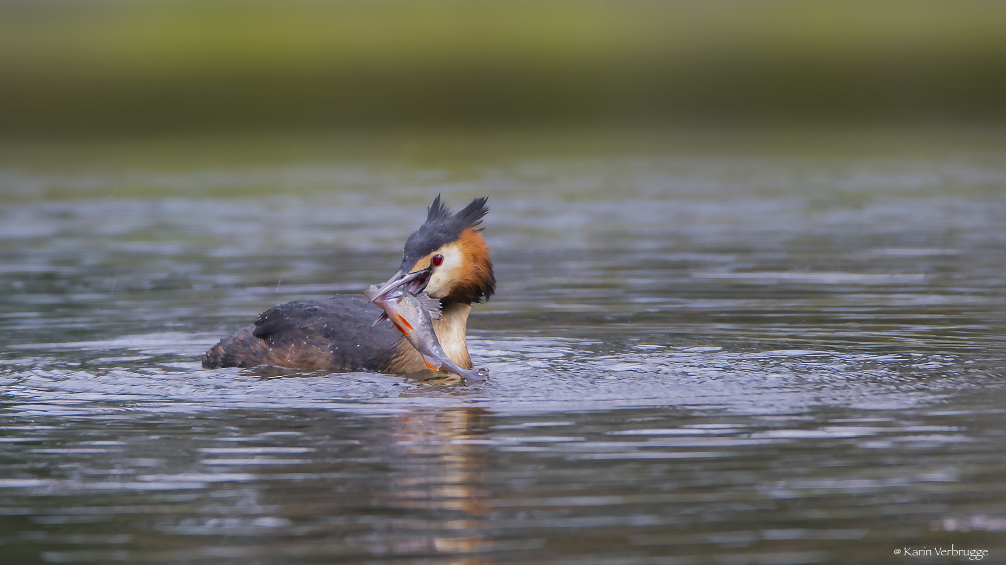 Nikon D5300 + Sigma 120-400mm F4.5-5.6 DG OS HSM sample photo. Grebe in action photography