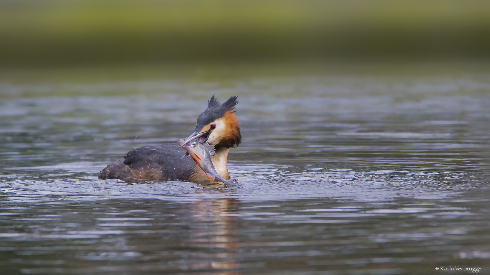 Sigma 120-400mm F4.5-5.6 DG OS HSM sample photo. Grebe in action photography