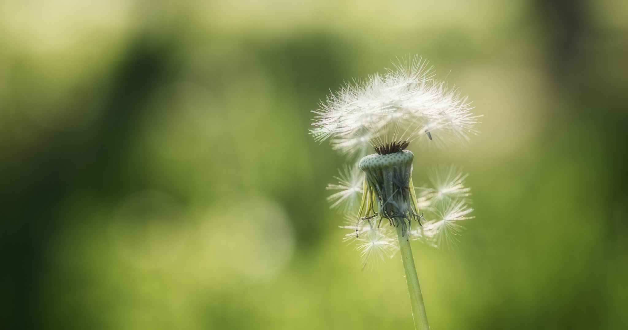 ZEISS Makro-Planar T* 100mm F2 sample photo. Seeds - future hopes photography