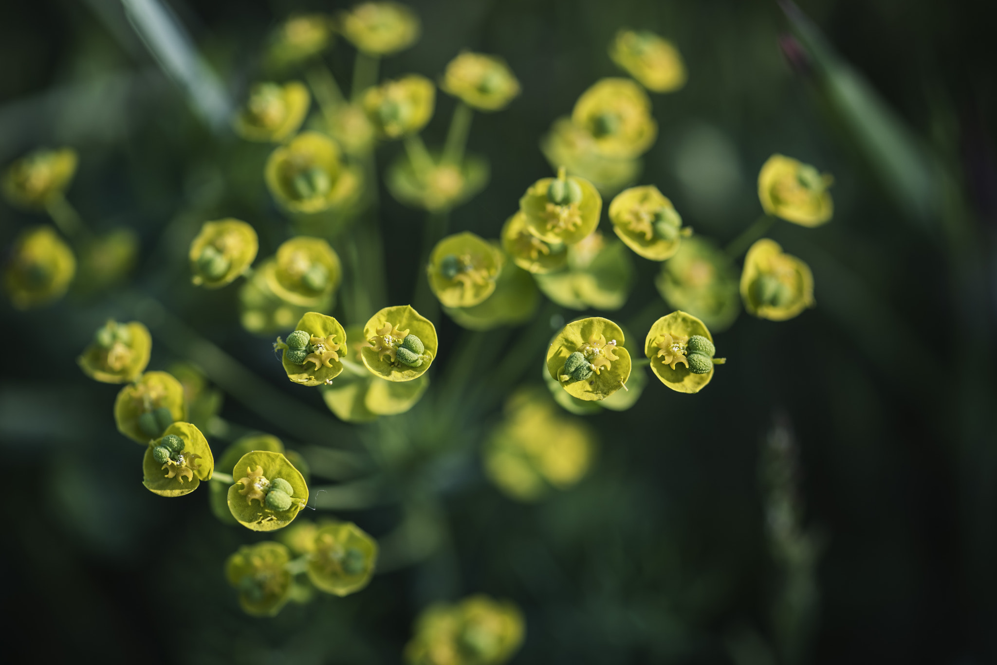 ZEISS Makro-Planar T* 100mm F2 sample photo. Multiplication of self photography