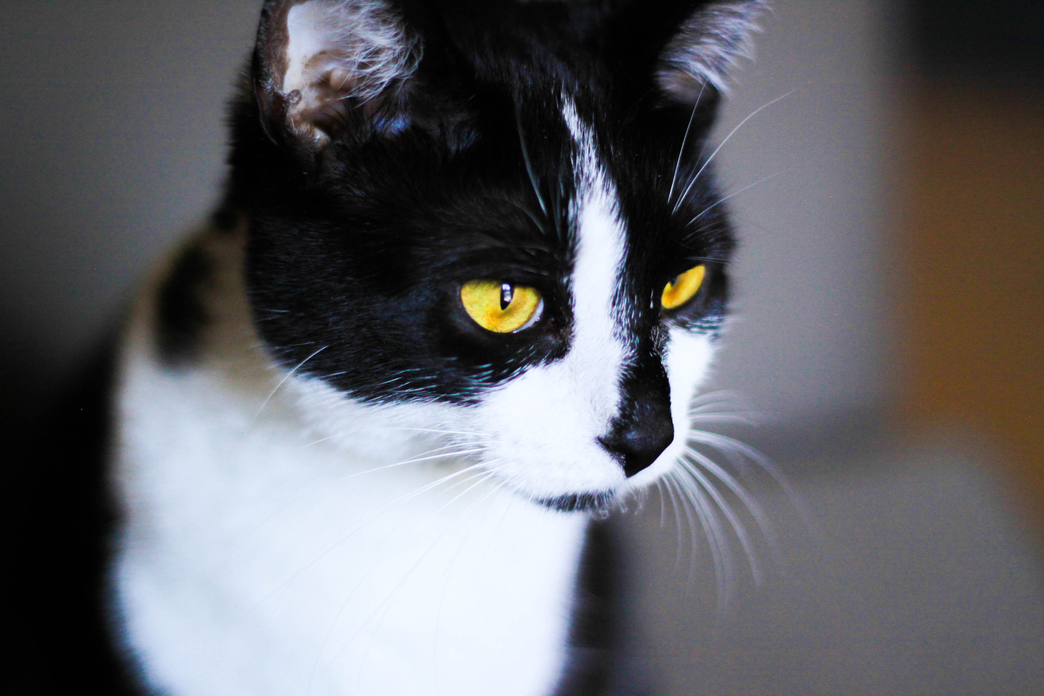 Canon EOS 50D + Canon EF 50mm f/1.8 sample photo. Yellow photography