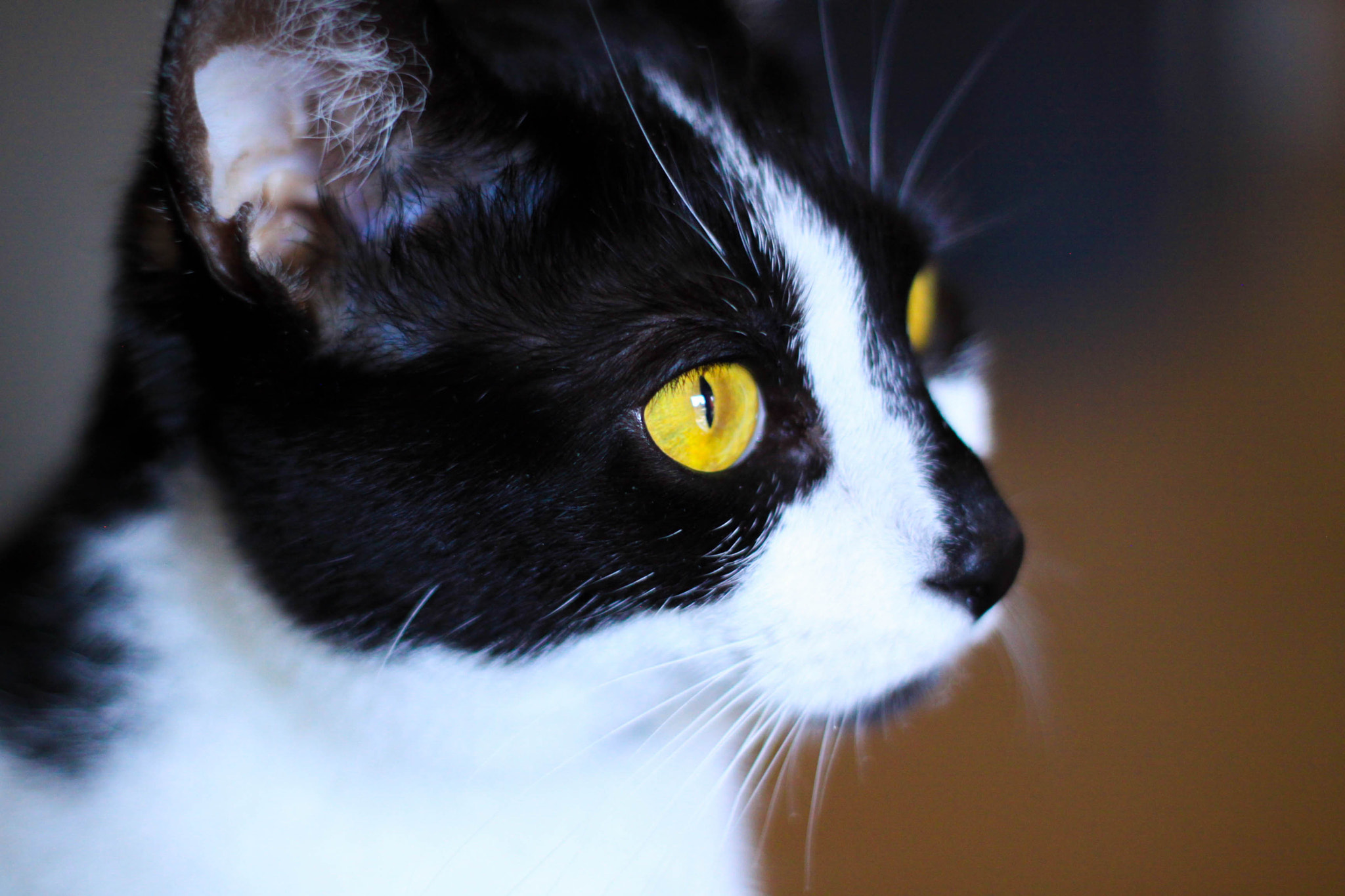 Canon EOS 50D + Canon EF 50mm f/1.8 sample photo. Distracted photography