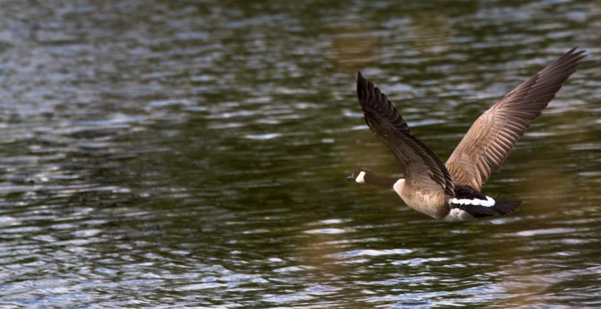 Nikon AF-S Nikkor 200-500mm F5.6E ED VR sample photo. Goose liftoff from lake katherine photography
