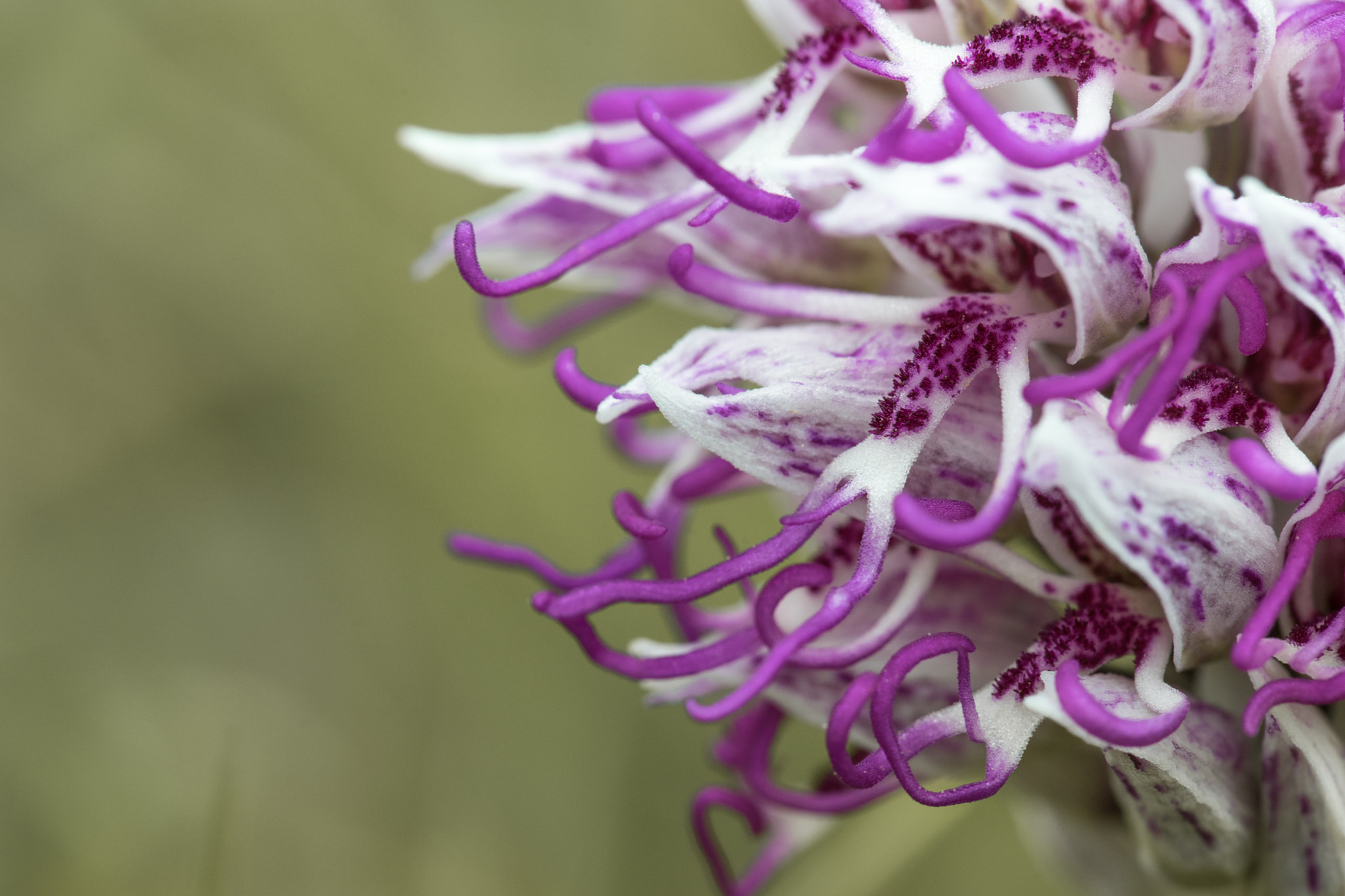 100mm F2.8 OSS sample photo. Orchis simia photography