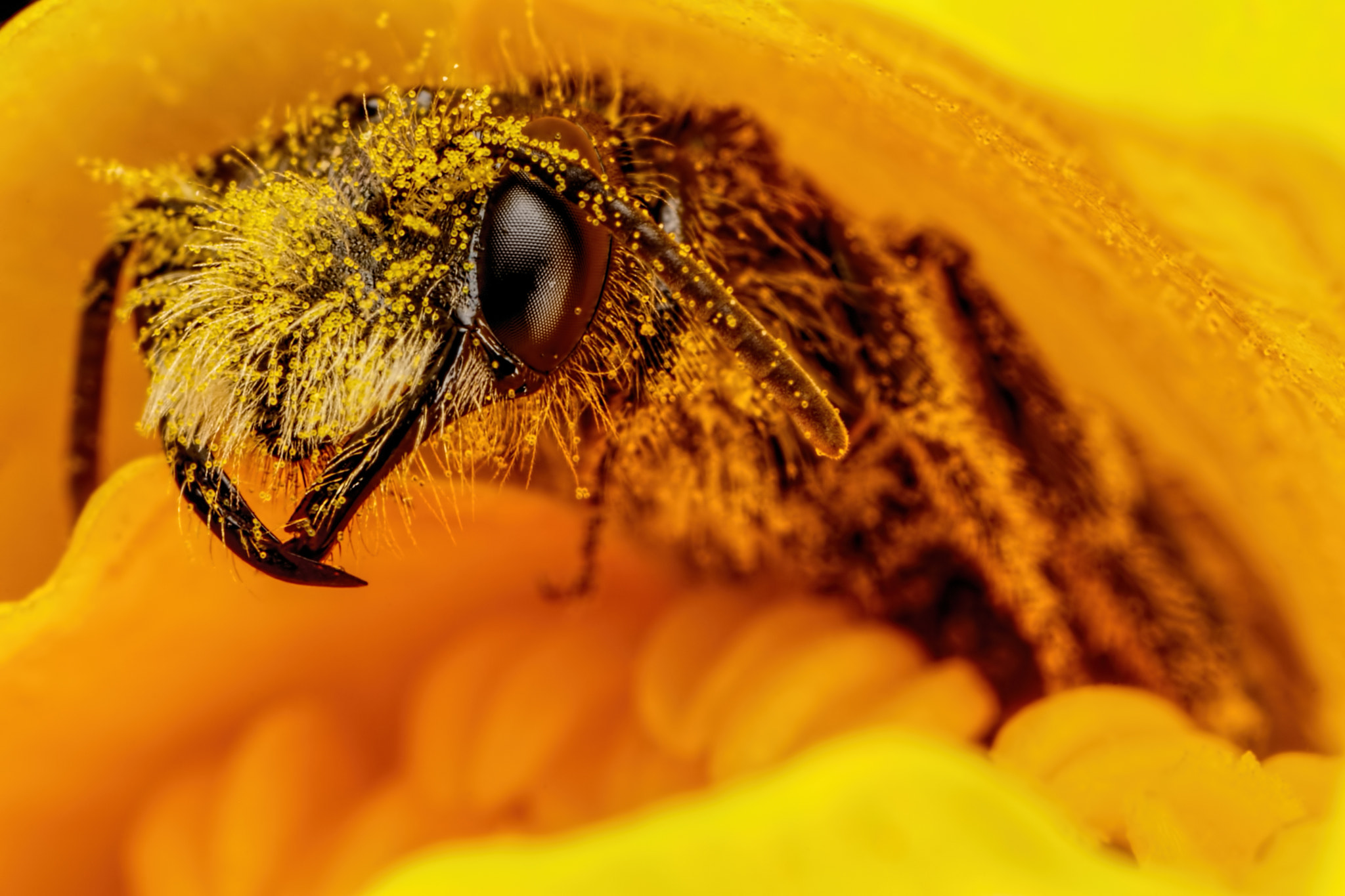 Canon MP-E 65mm F2.5 1-5x Macro Photo sample photo. Nature's sleeping bag ii photography