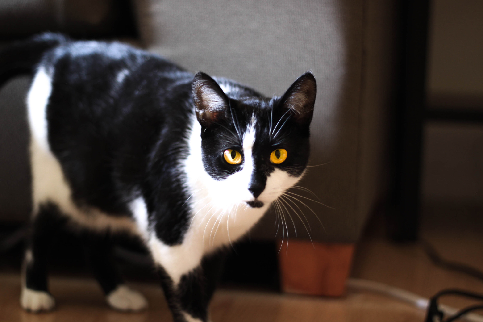 Canon EOS 50D + Canon EF 50mm f/1.8 sample photo. Weary photography