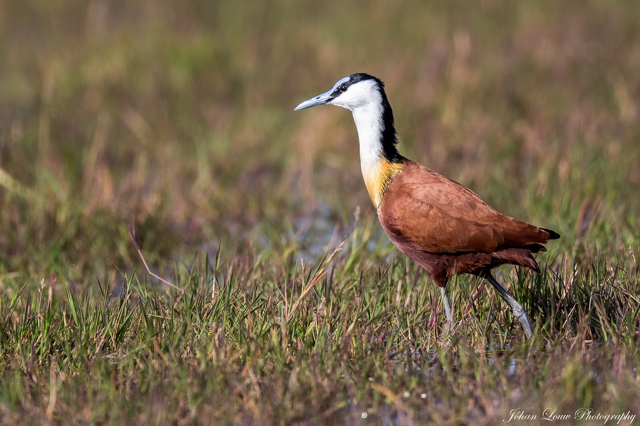 Canon EF 400mm F2.8L IS II USM sample photo. African jacana. photography