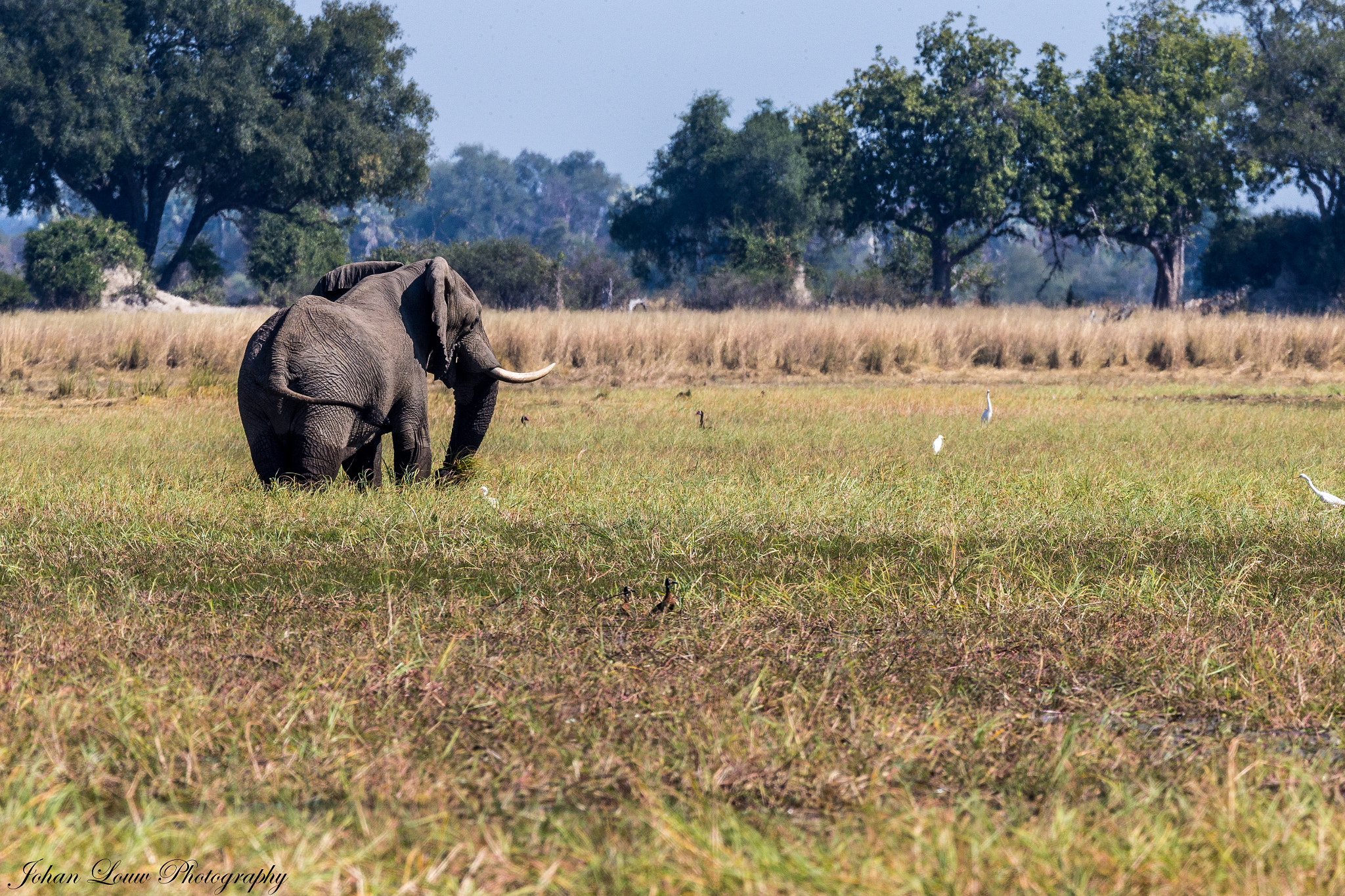 Canon EF 400mm F2.8L IS II USM sample photo. Elephant. photography
