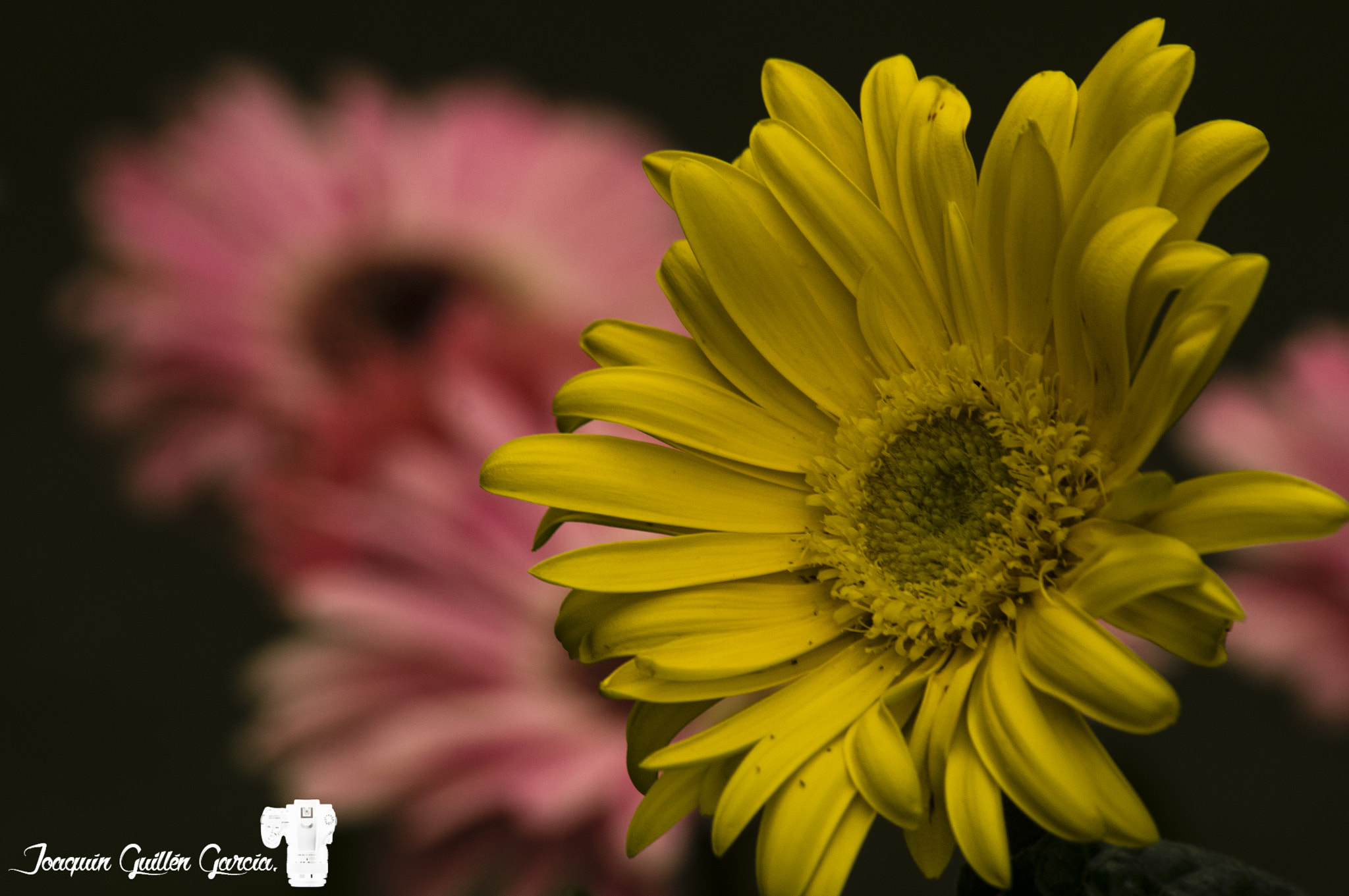 Sony SLT-A35 sample photo. . photography