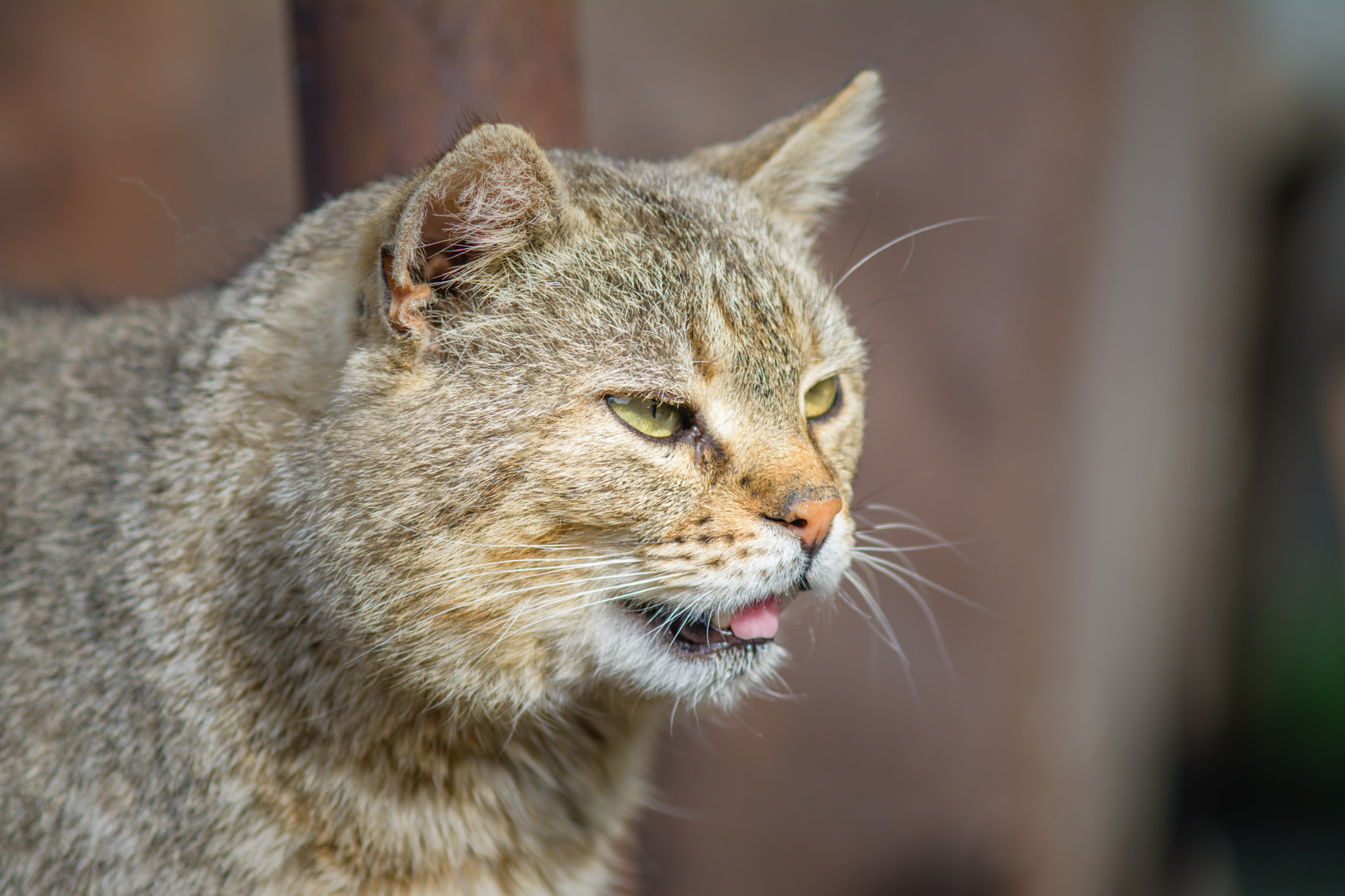 Nikon D7100 + AF Zoom-Nikkor 70-210mm f/4 sample photo. *** photography