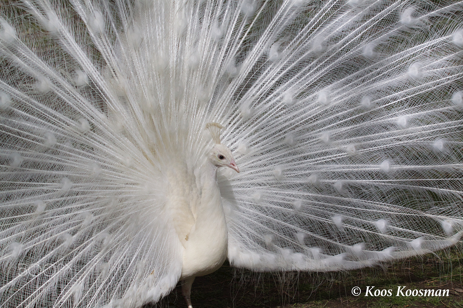 Canon EF 100-400mm F4.5-5.6L IS USM sample photo. White peacock photography