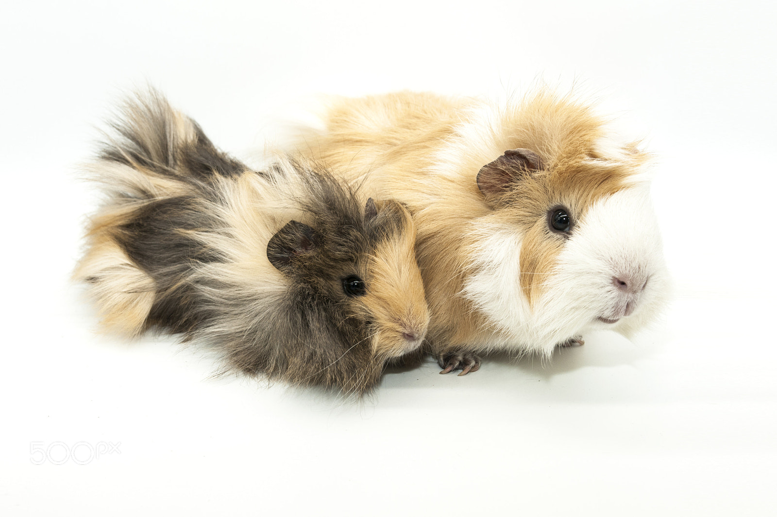 Nikon AF-S Nikkor 28-70mm F2.8 ED-IF sample photo. Guinea pigs photography