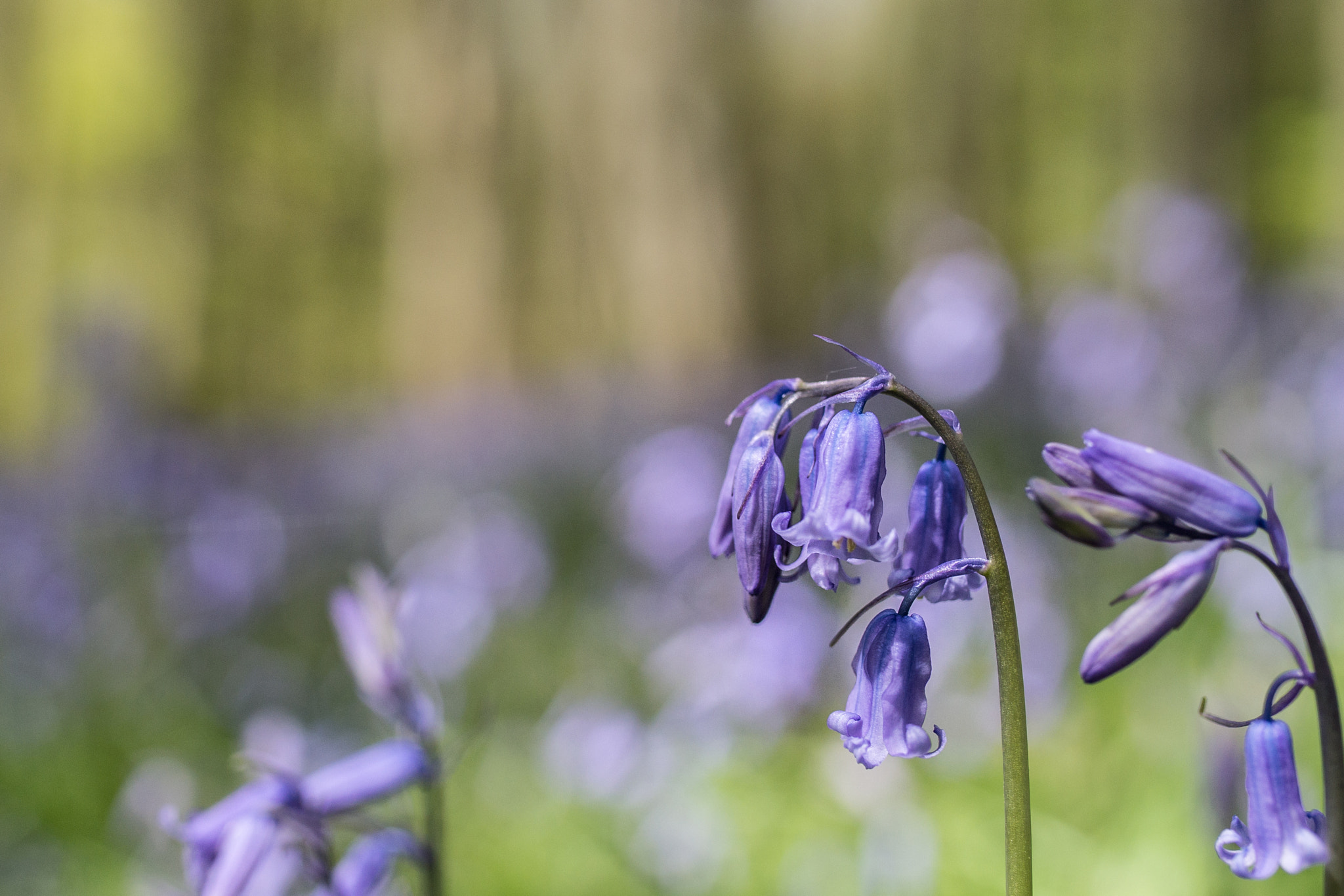 Sony SLT-A99V + Sigma 35mm F1.4 DG HSM Art sample photo. Bluebell wood photography