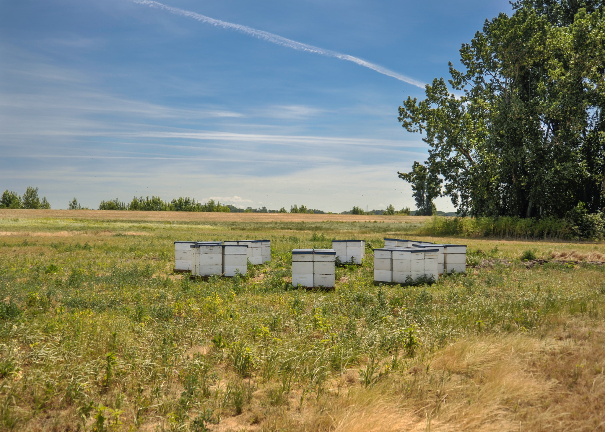 AF Zoom-Nikkor 28-80mm f/3.3-5.6G sample photo. Apiary in the sun photography