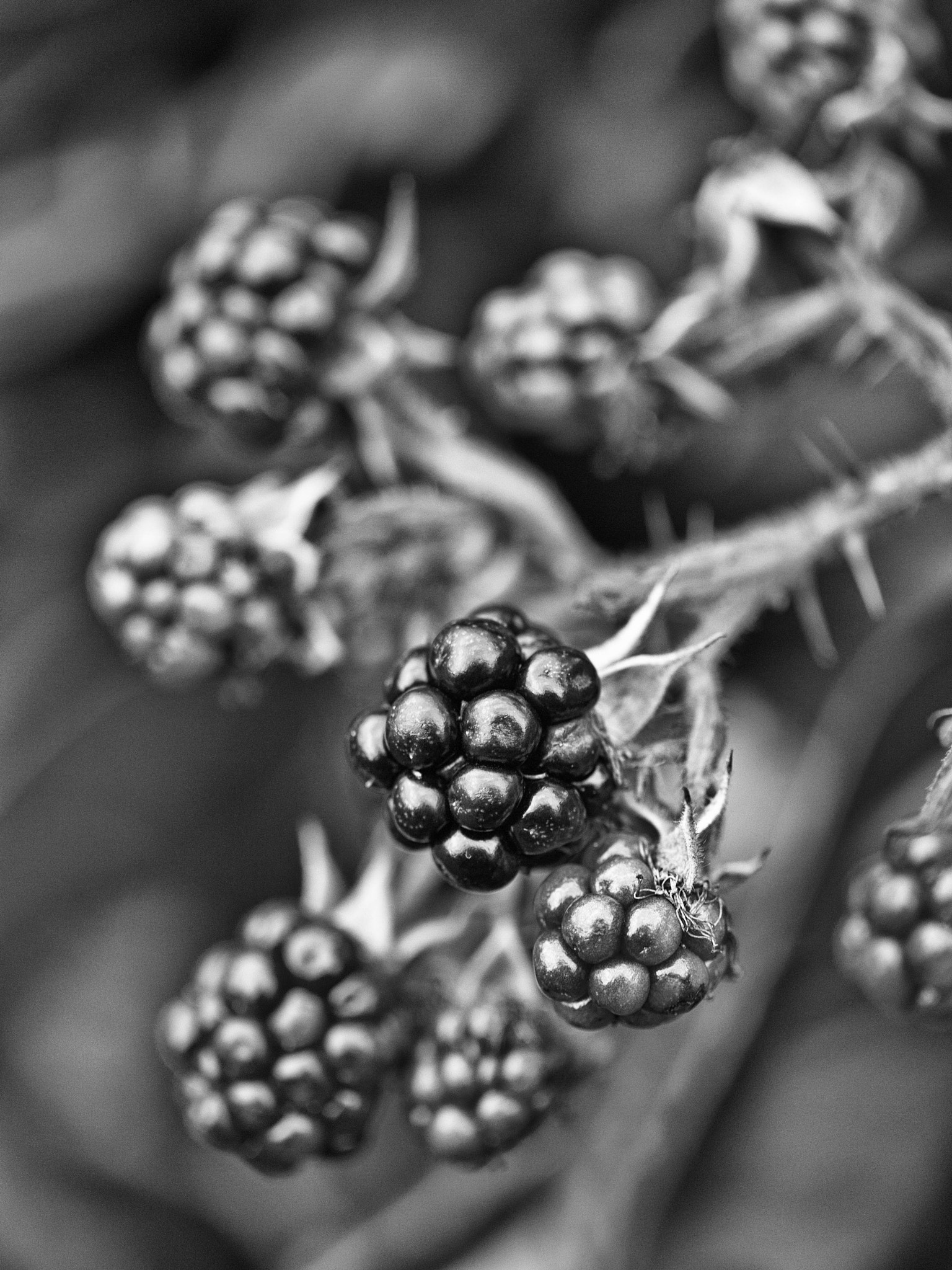 Panasonic Leica DG Macro-Elmarit 45mm F2.8 ASPH OIS sample photo. Dunfermline562011-34-edit.jpg photography