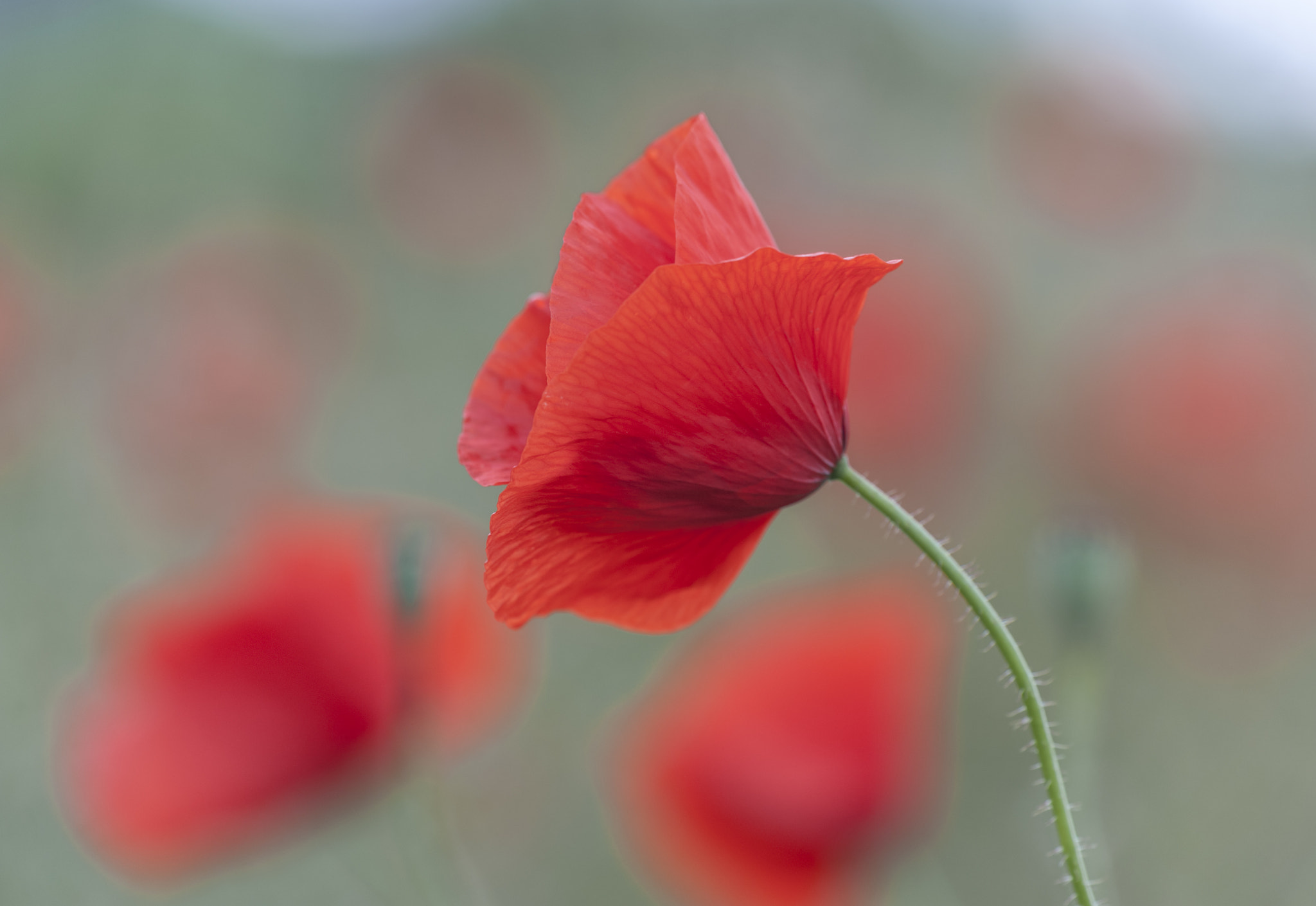 Sigma APO Macro 180mm F3.5 EX DG HSM sample photo. Amapola photography