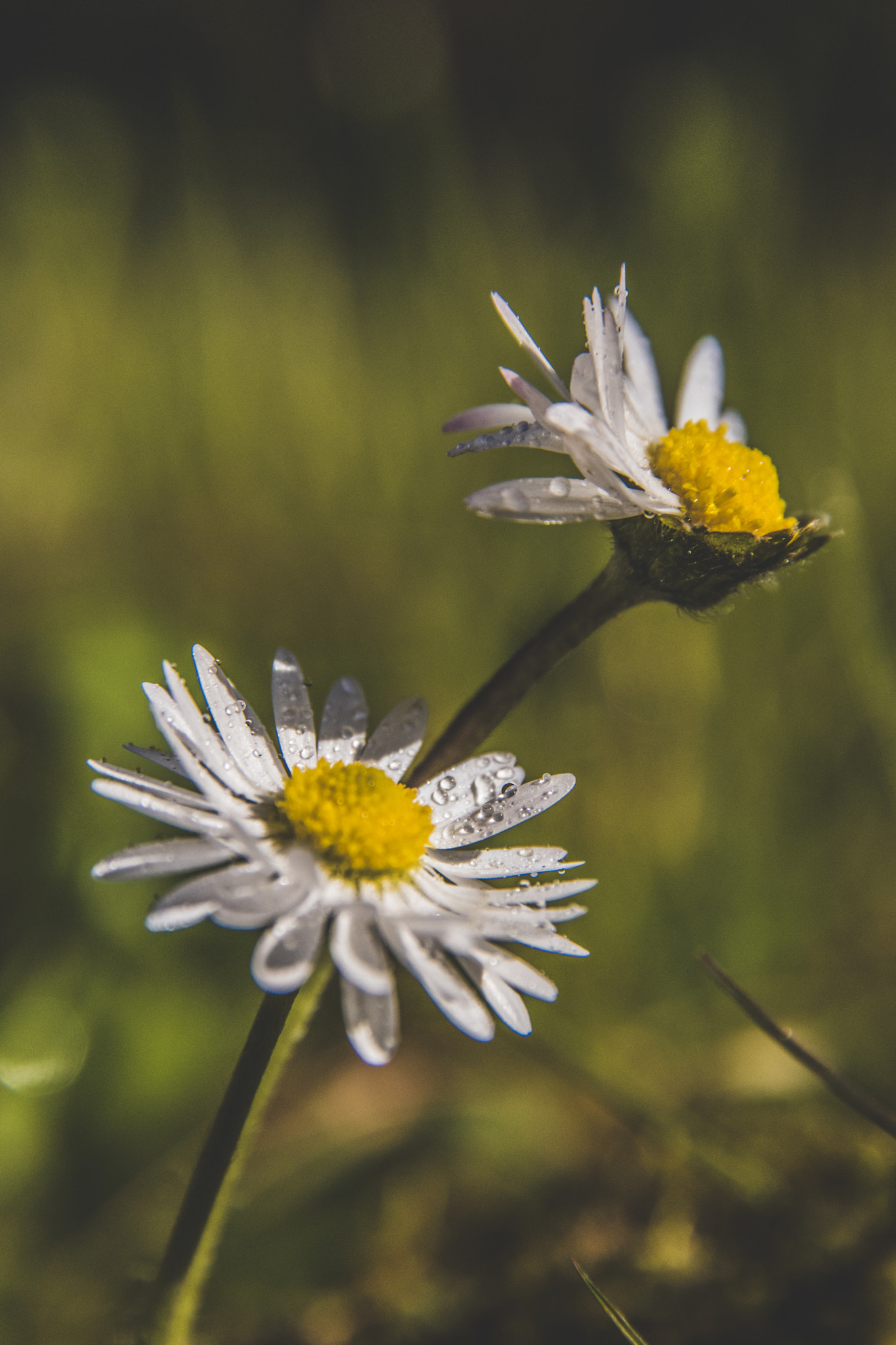 Sigma 17-70mm F2.8-4 DC Macro OS HSM | C sample photo. Macro daisy photography