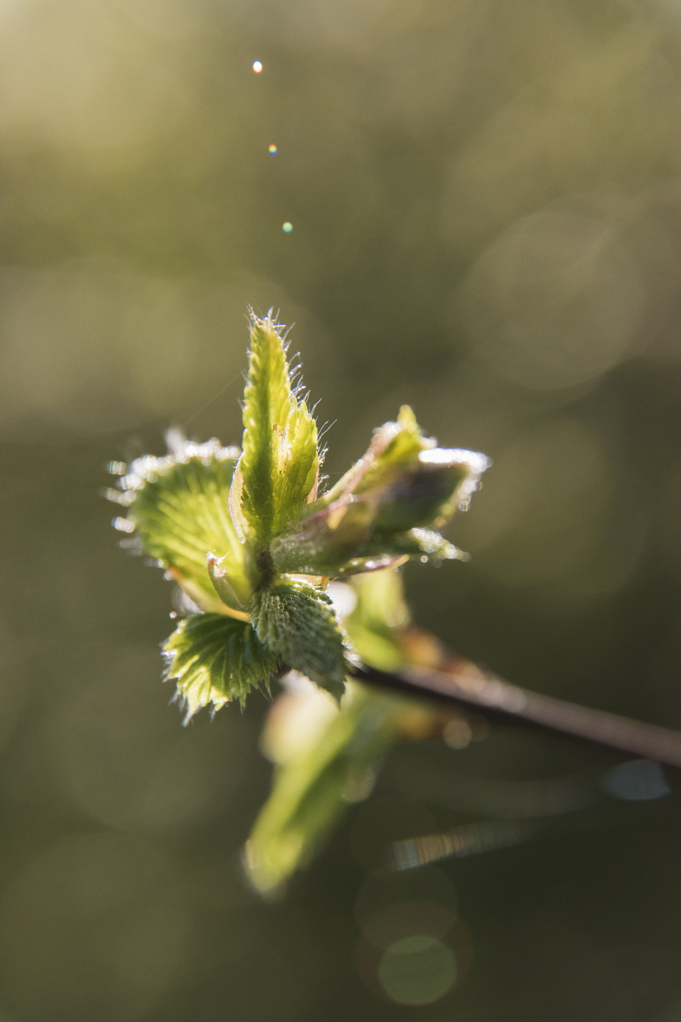 Sigma 17-70mm F2.8-4 DC Macro OS HSM | C sample photo. Macro photography