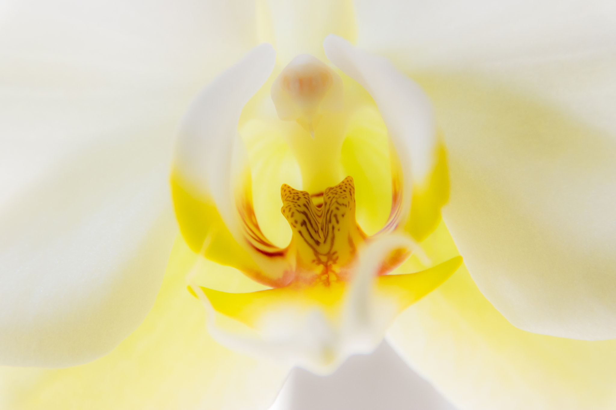 Sigma 17-70mm F2.8-4 DC Macro OS HSM | C sample photo. Orchid macro photography