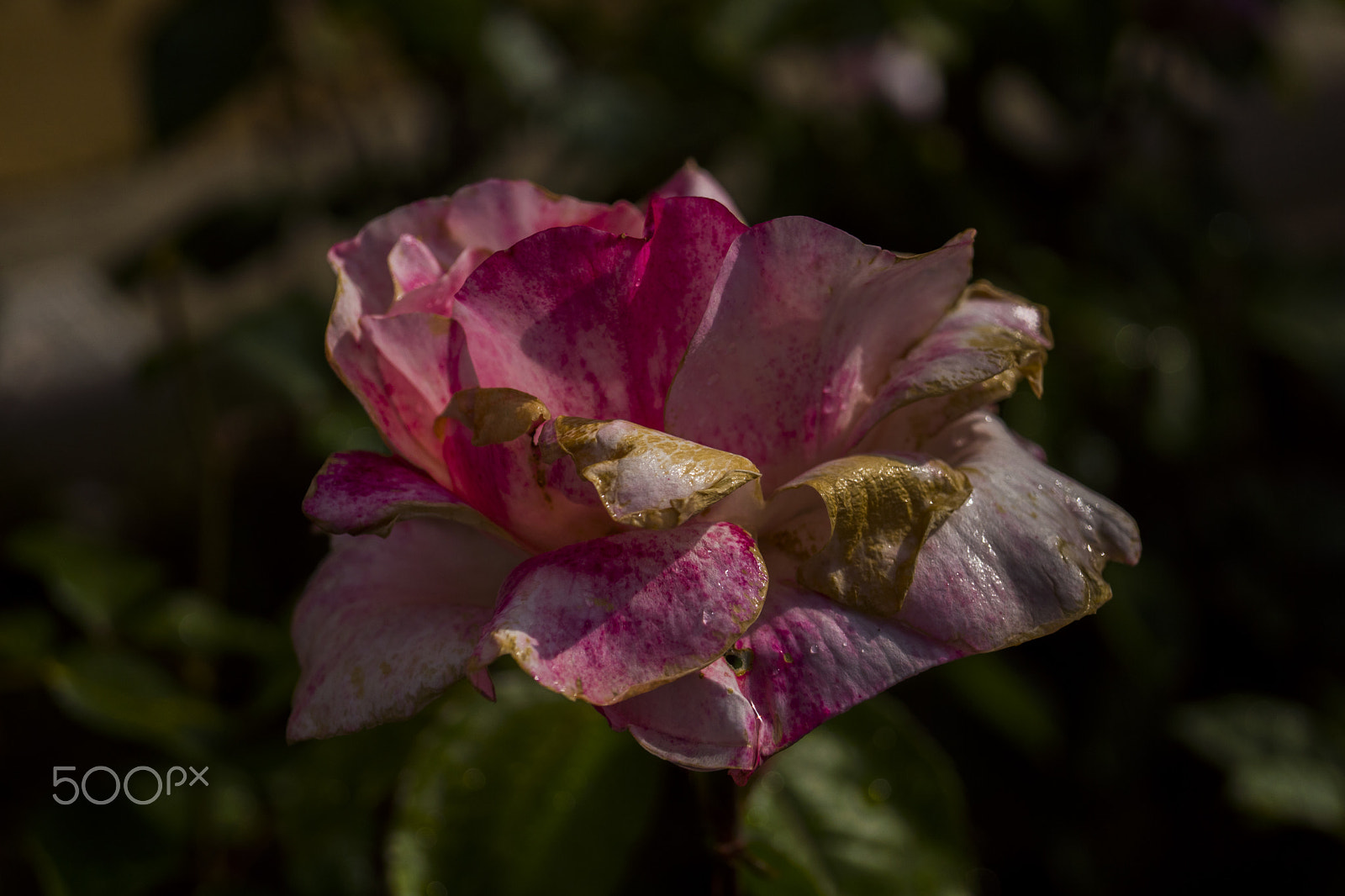 Sony SLT-A68 sample photo. Pink rose photography