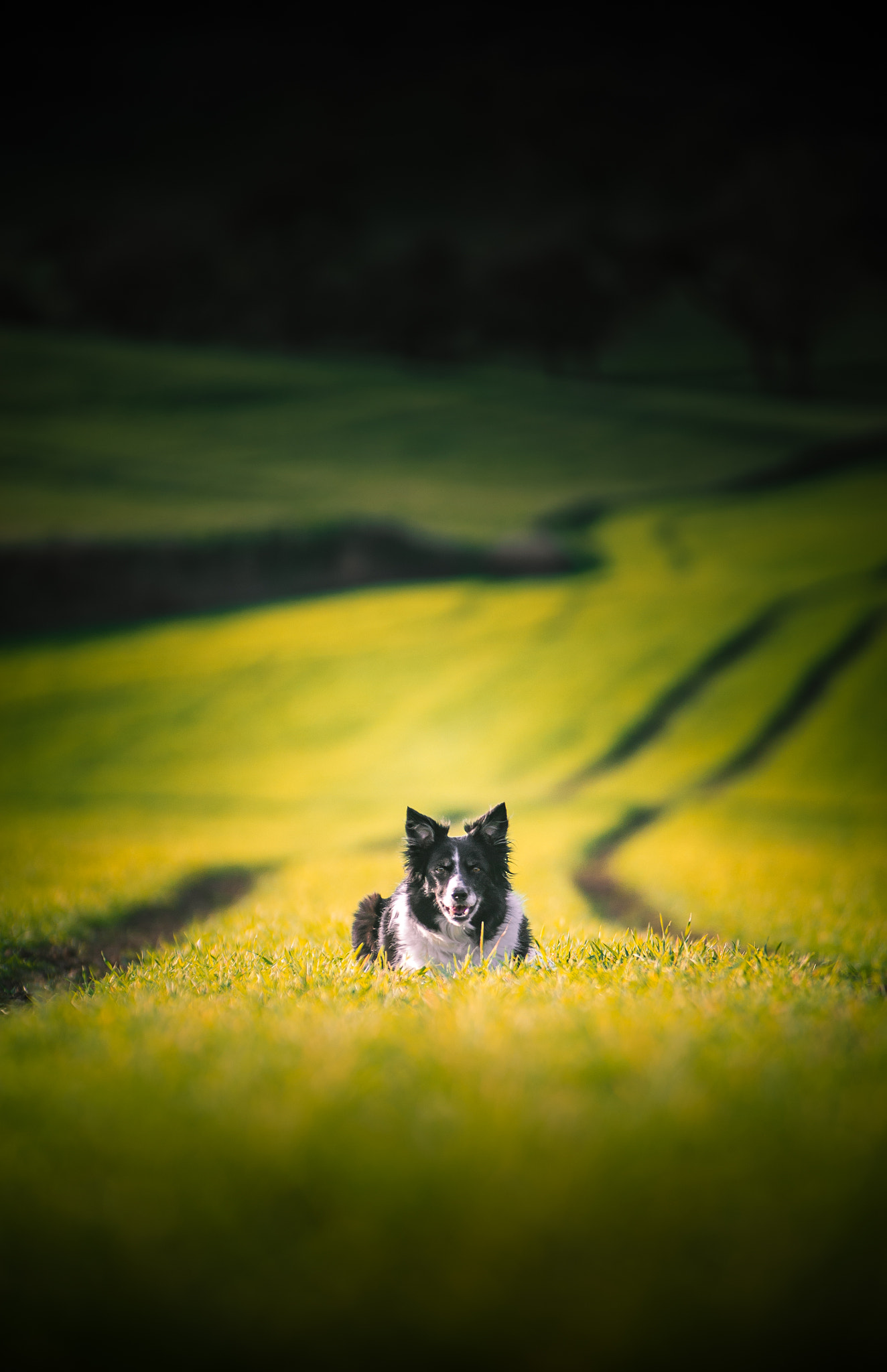 AF-S Zoom-Nikkor 80-200mm f/2.8D IF-ED sample photo. Lajka photography