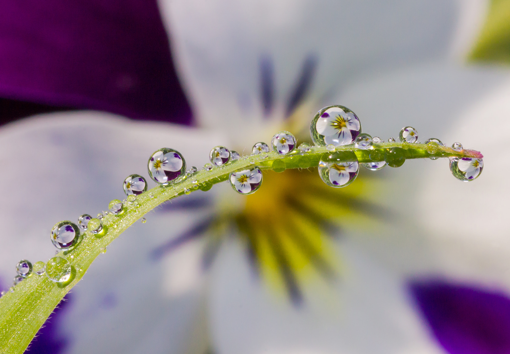 Tamron SP AF 90mm F2.8 Di Macro sample photo. Primrose photography