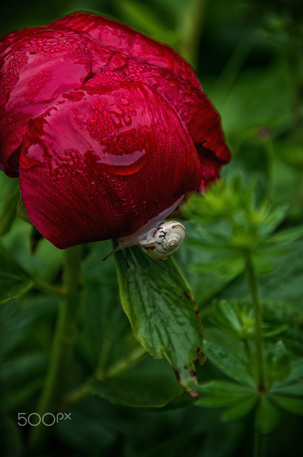Pentax K-50 sample photo. Wild peony and snail photography