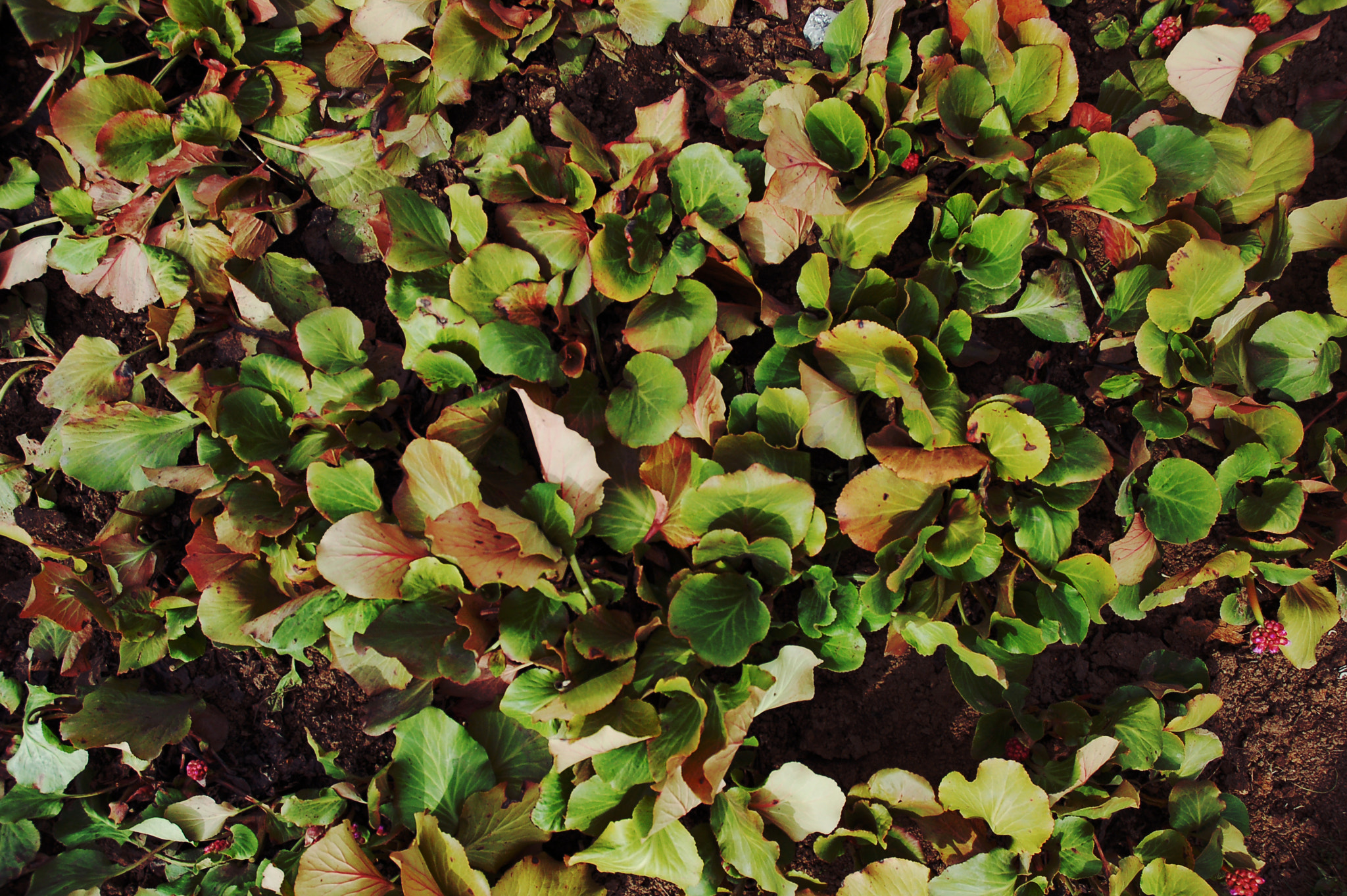 Nikon D50 sample photo. Leaves photography