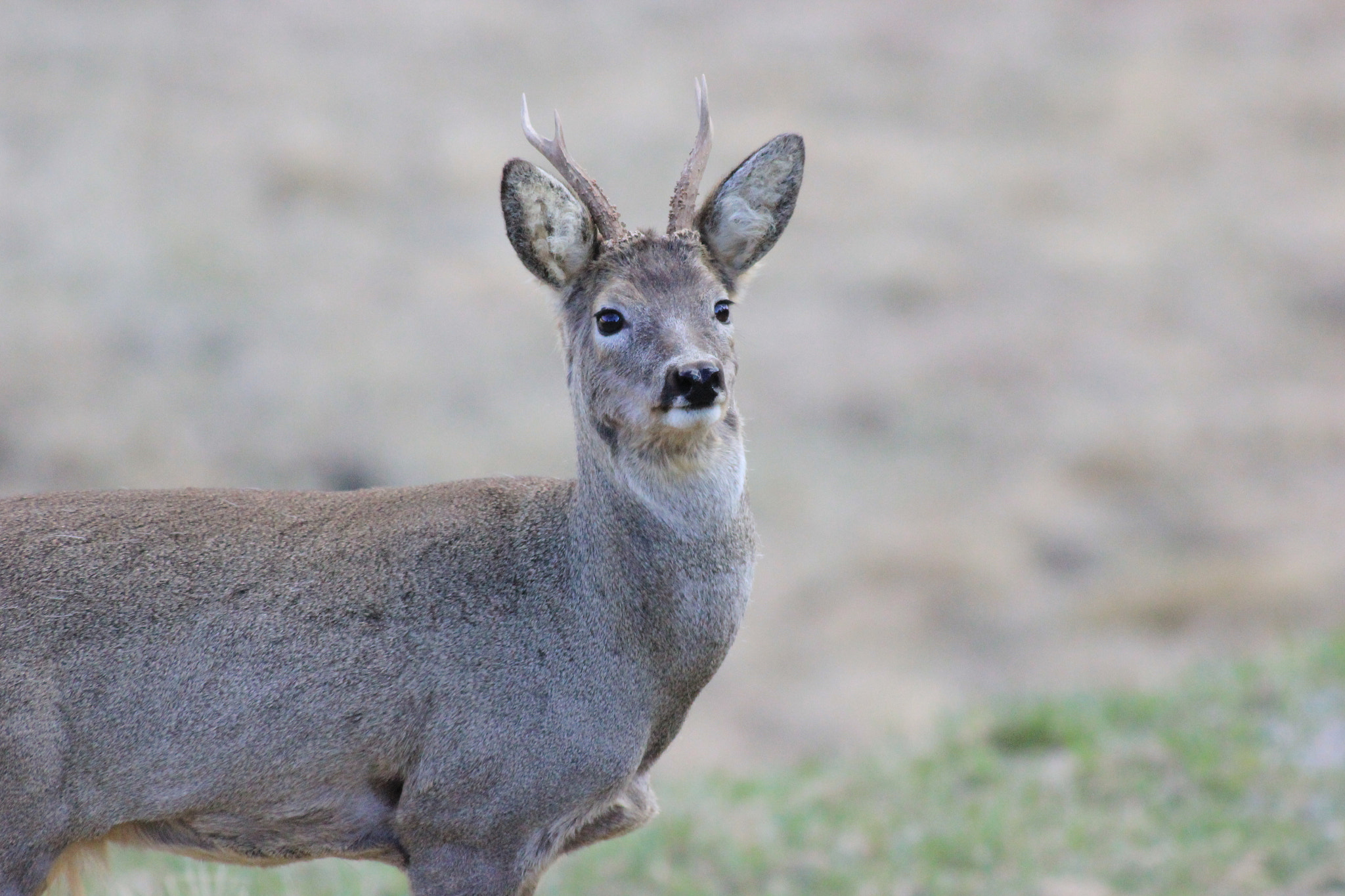 Canon EOS 550D (EOS Rebel T2i / EOS Kiss X4) + Canon EF 400mm F5.6L USM sample photo. Capriolo in posa photography