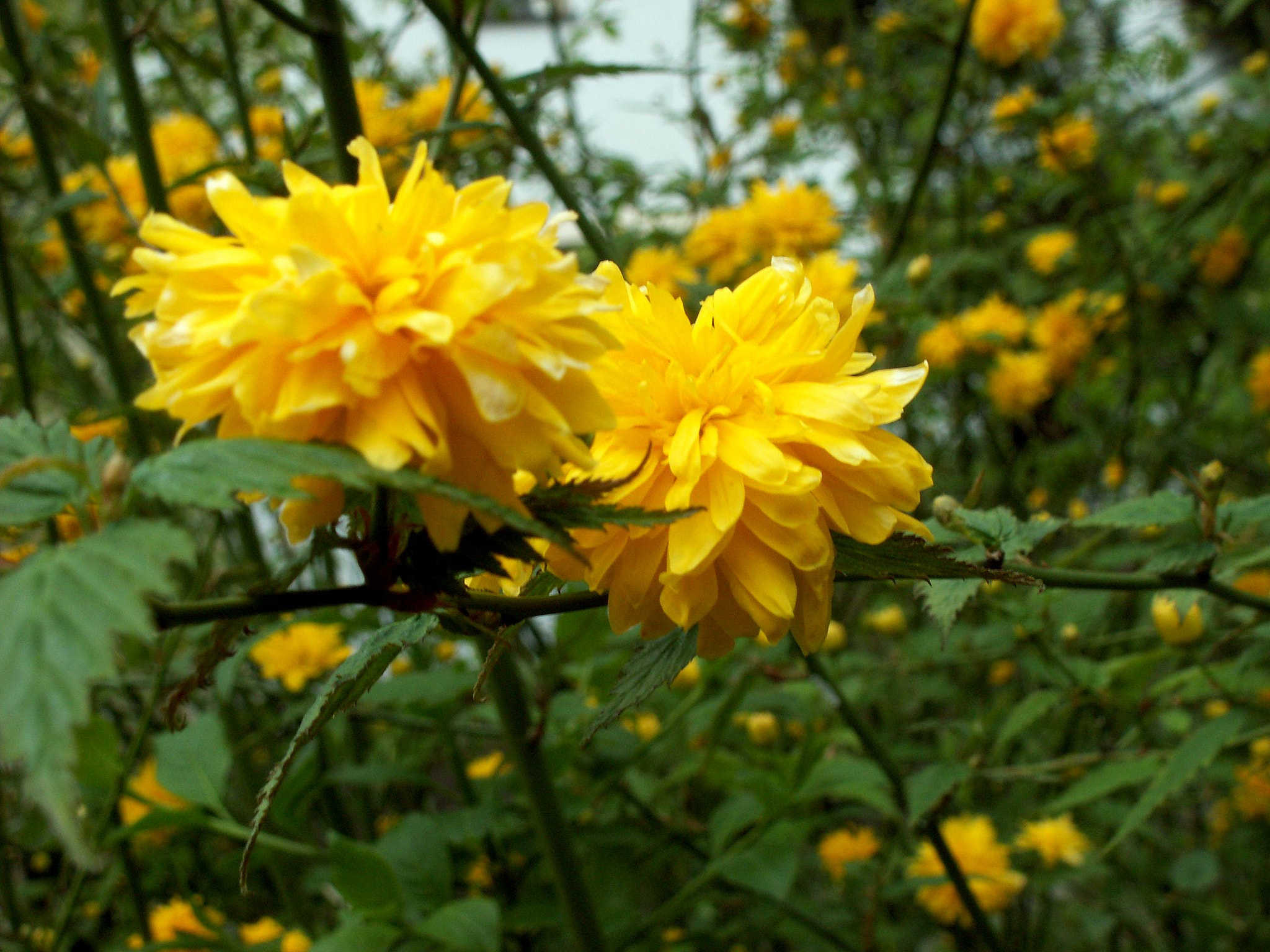 KONICA MINOLTA DiMAGE Z5 sample photo. Złotlin photography