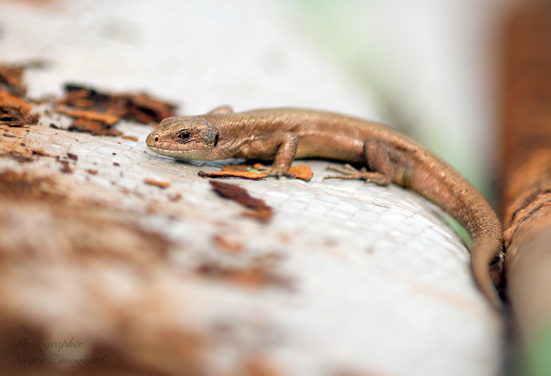 Canon EOS 40D + Canon EF 80-200mm f/2.8L sample photo. Reptiles. photography