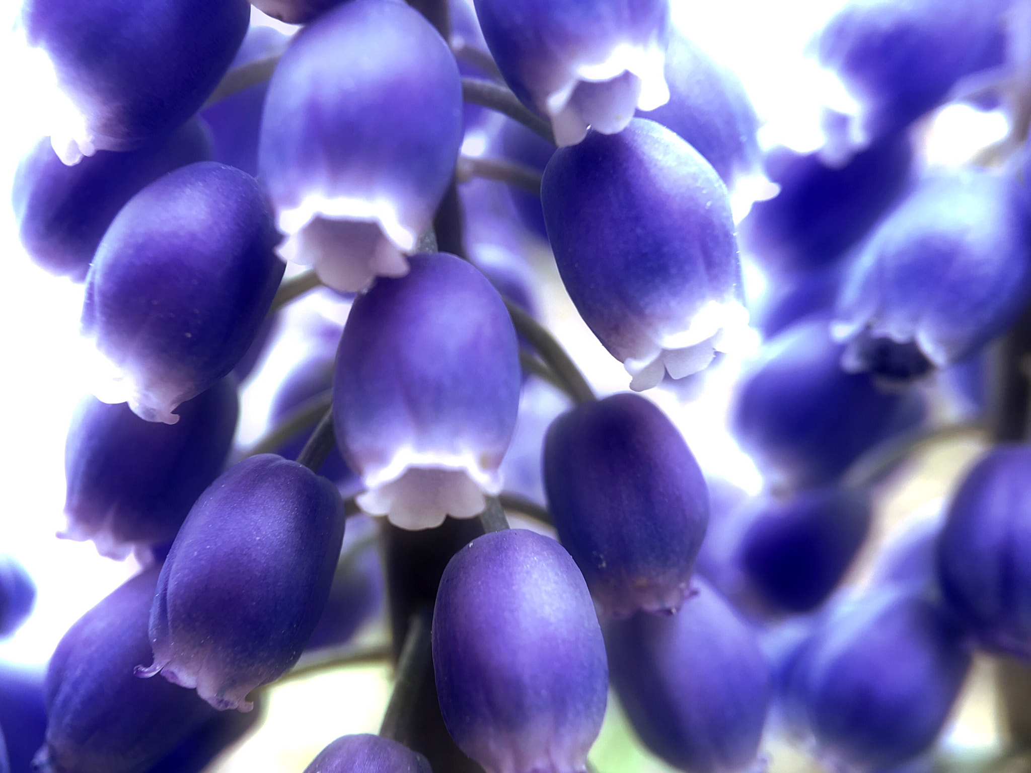 Jag.gr 645 PRO Mk III for Apple iPhone 6s sample photo. Bells photography