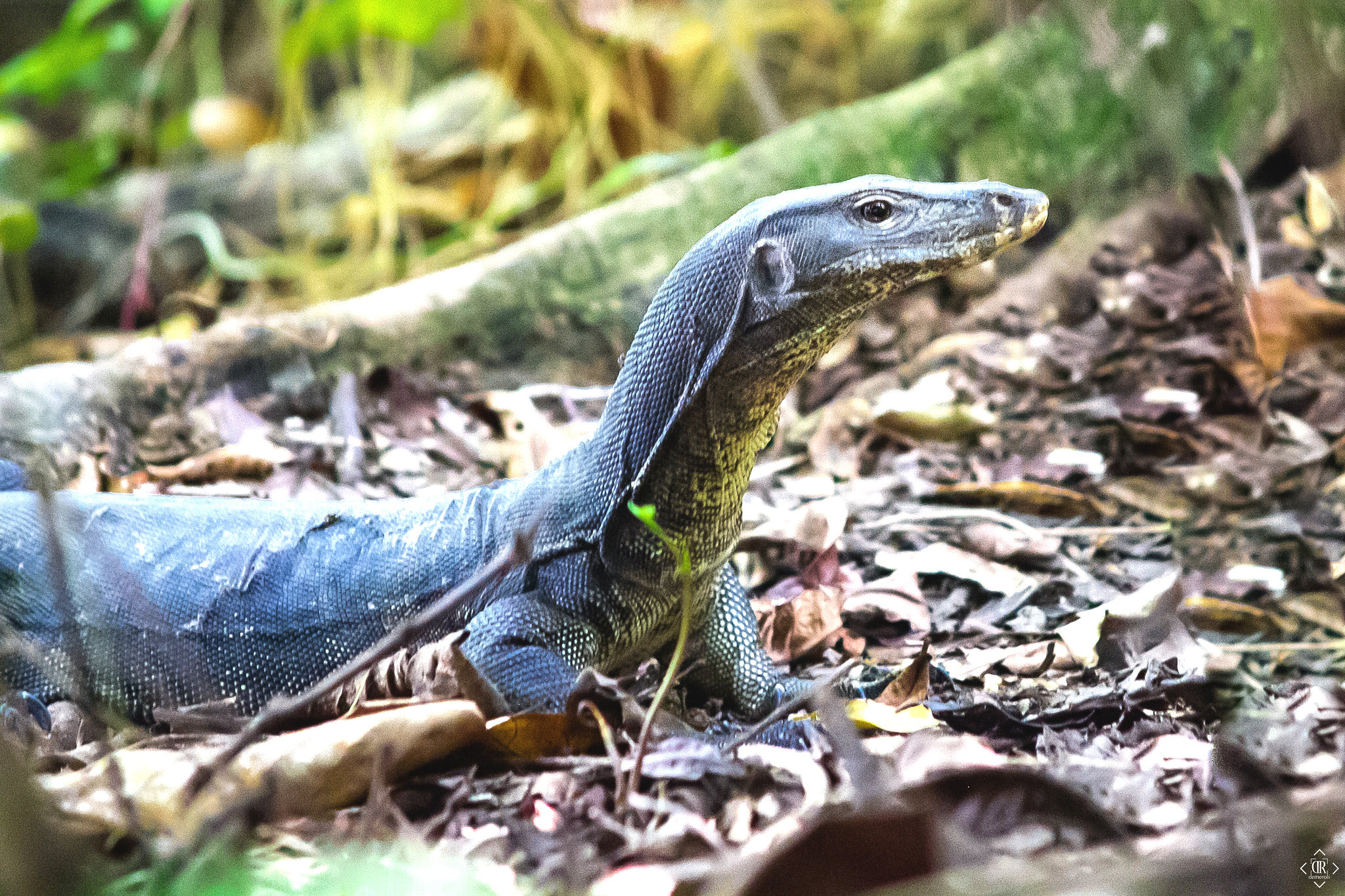 Sigma APO 50-150mm f/2.8 [II] EX DC HSM sample photo. Water monitor photography