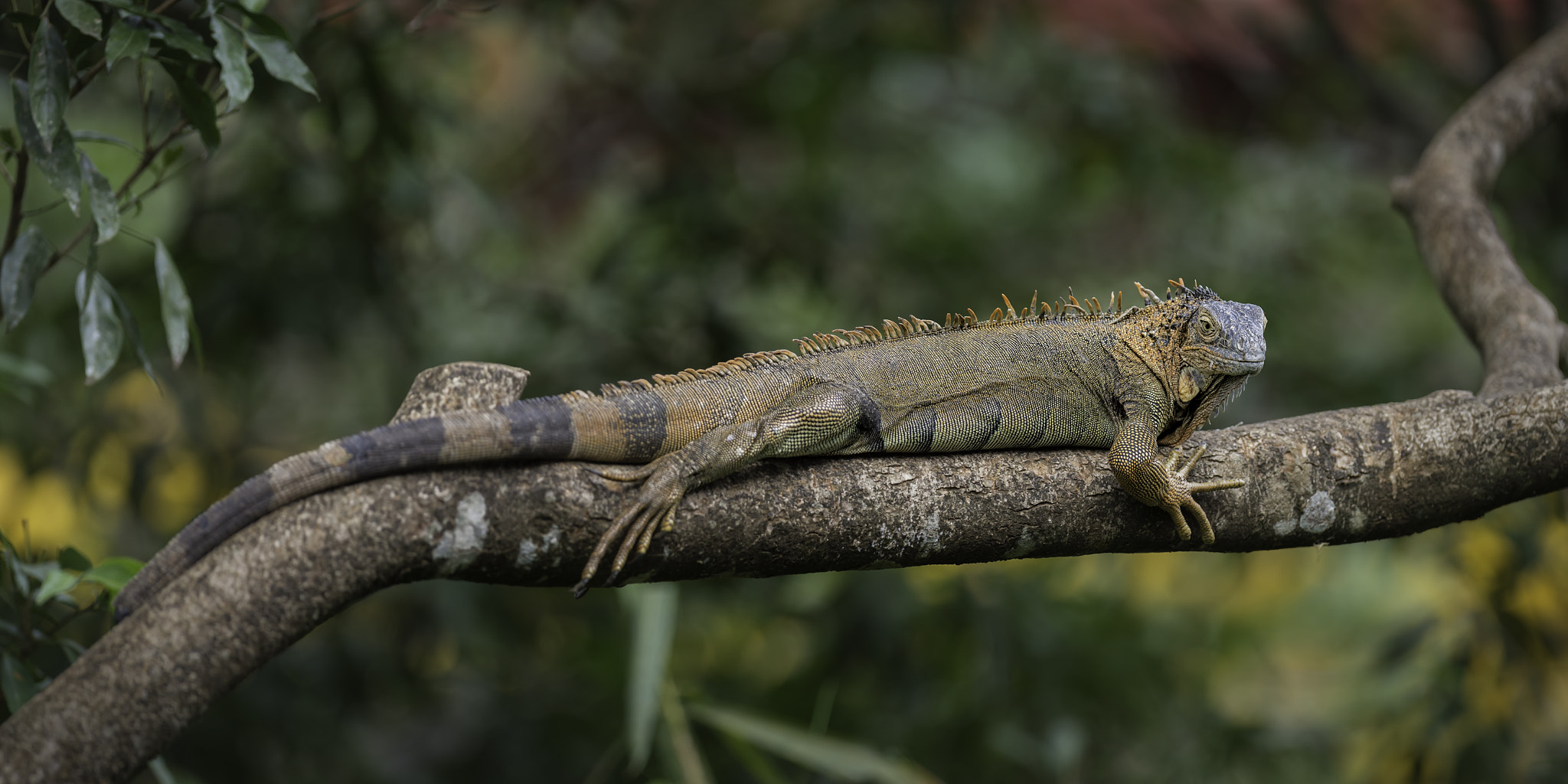 Nikon AF-S Nikkor 400mm F2.8G ED VR II sample photo. Find your own branch... photography