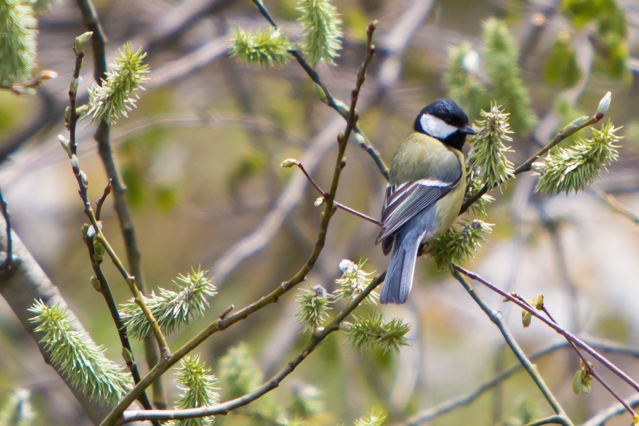 Canon EF 70-200mm F2.8L IS USM sample photo