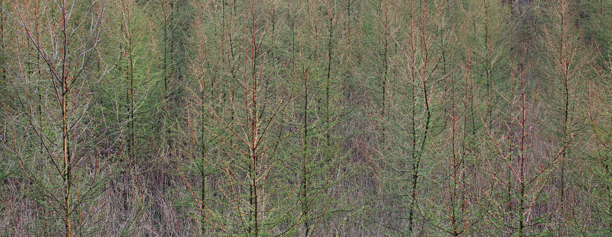 Sigma 50mm F1.4 EX DG HSM sample photo. Larch forest in spring photography