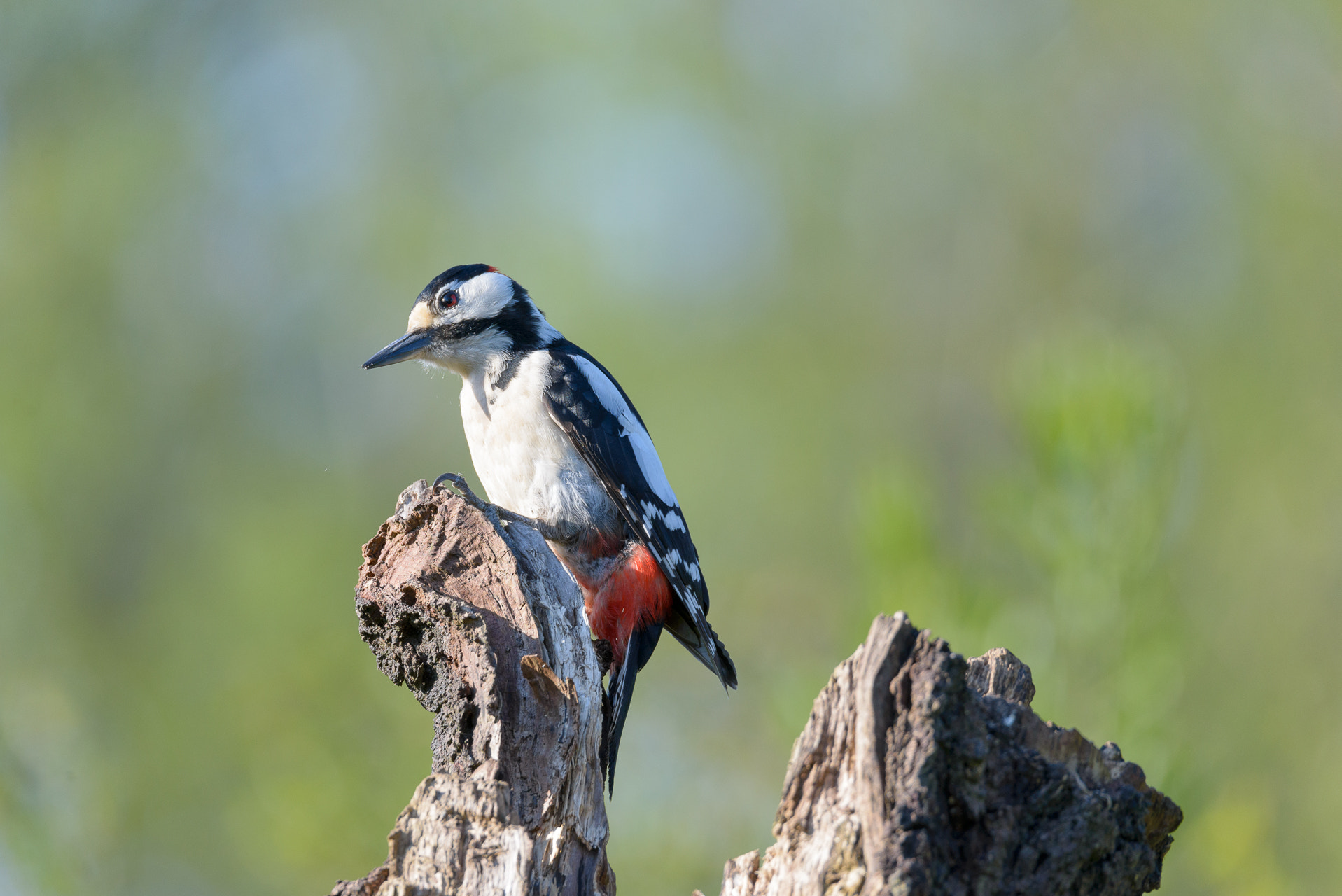Nikon D610 + Sigma 150-600mm F5-6.3 DG OS HSM | S sample photo. Great spotted woodpecker photography