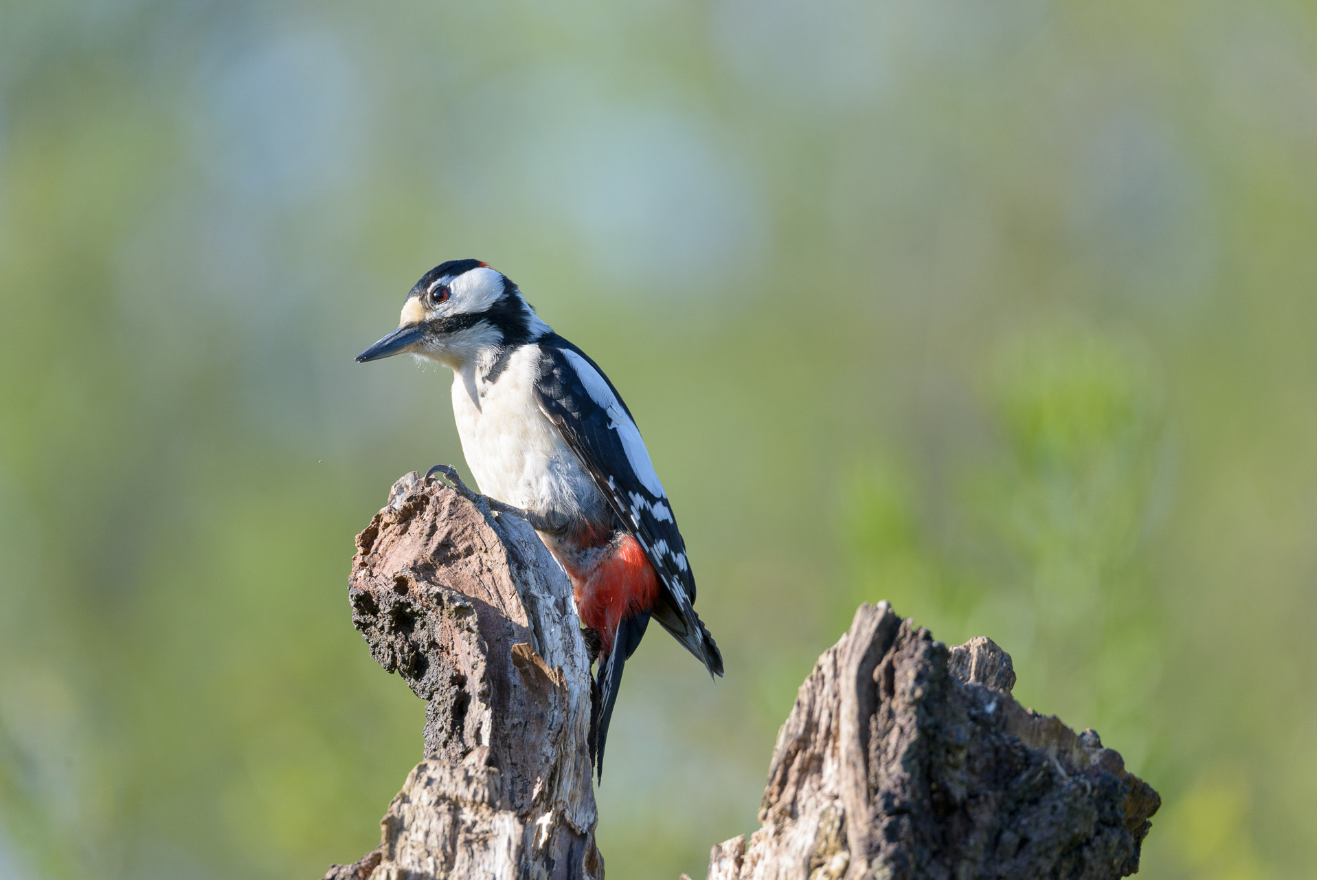 Sigma 150-600mm F5-6.3 DG OS HSM | S sample photo. Great spotted woodpecker photography