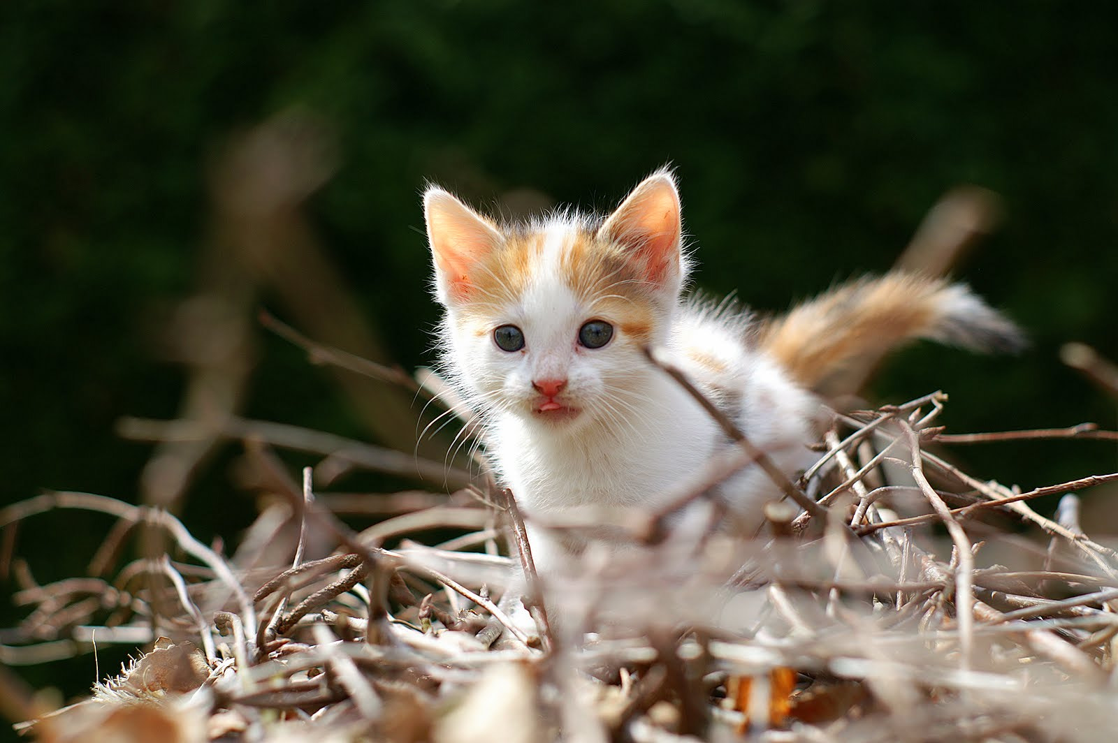 KONICA MINOLTA DYNAX 7D + Minolta AF 50mm F1.7 New sample photo. Chaton photography