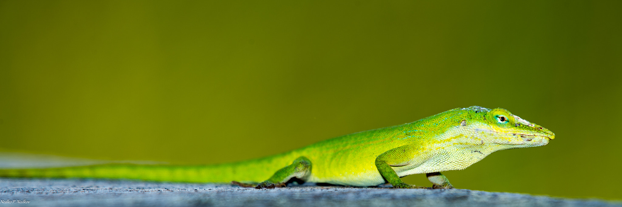 Nikon AF-S Nikkor 200-500mm F5.6E ED VR sample photo. The carolina anole (anolis carolinensis) photography