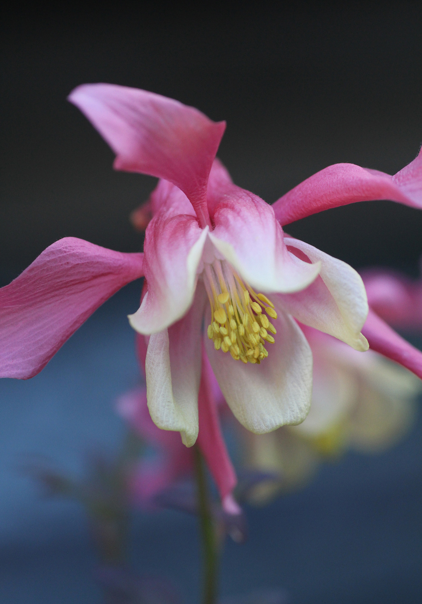 Canon EOS 7D + Tamron SP AF 90mm F2.8 Di Macro sample photo. Aquilegia pink and cream photography