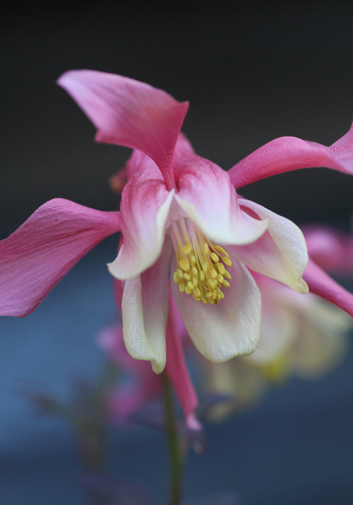 Tamron SP AF 90mm F2.8 Di Macro sample photo. Aquilegia pink and cream photography