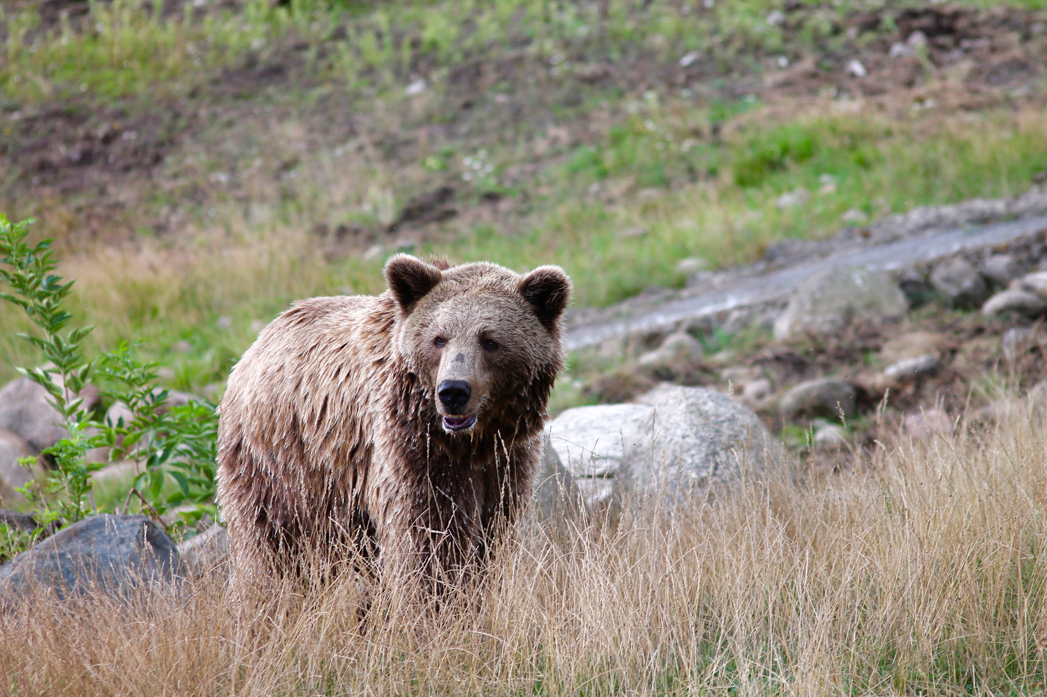 Canon EOS 1100D (EOS Rebel T3 / EOS Kiss X50) + Sigma 50-200mm F4-5.6 DC OS HSM sample photo. Brown bear photography