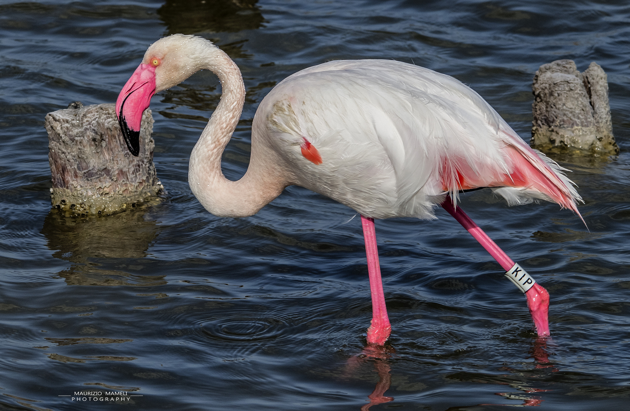 Sigma 150-500mm F5-6.3 DG OS HSM sample photo. Kip photography