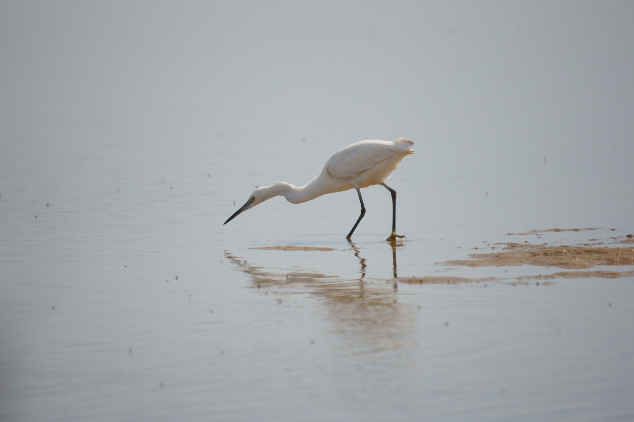 Sony Alpha DSLR-A700 + Sony 500mm F8 Reflex sample photo. Hunting photography