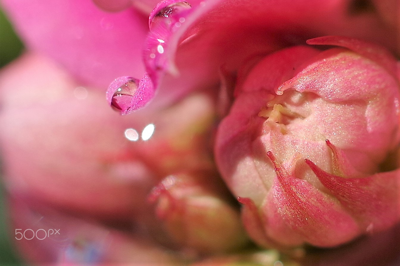 Pentax K-1 sample photo. Flower pattern photography