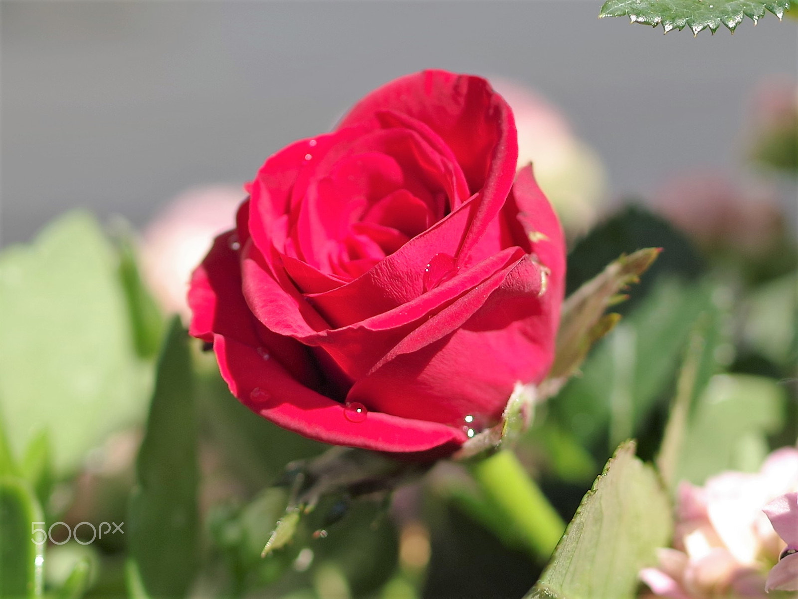 Pentax K-1 sample photo. Flower pattern photography