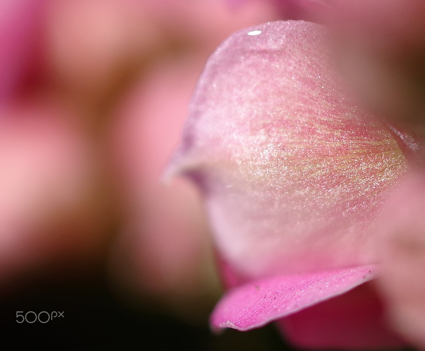 Pentax K-1 sample photo. Flower pattern photography