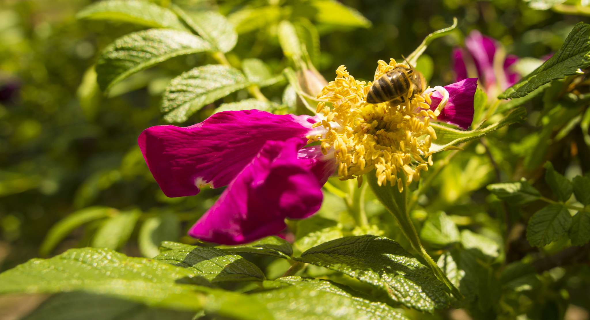 Nikon D800 + Sigma 24mm F1.8 EX DG Aspherical Macro sample photo. To bee or not to bee photography