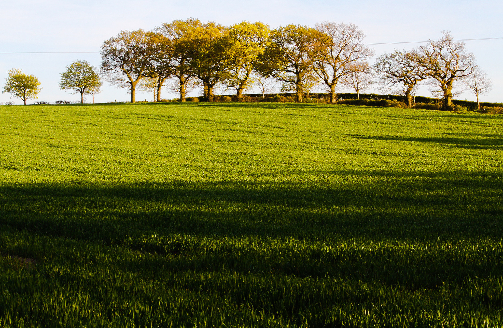 Canon EF-S 55-250mm F4-5.6 IS sample photo. Evening light photography